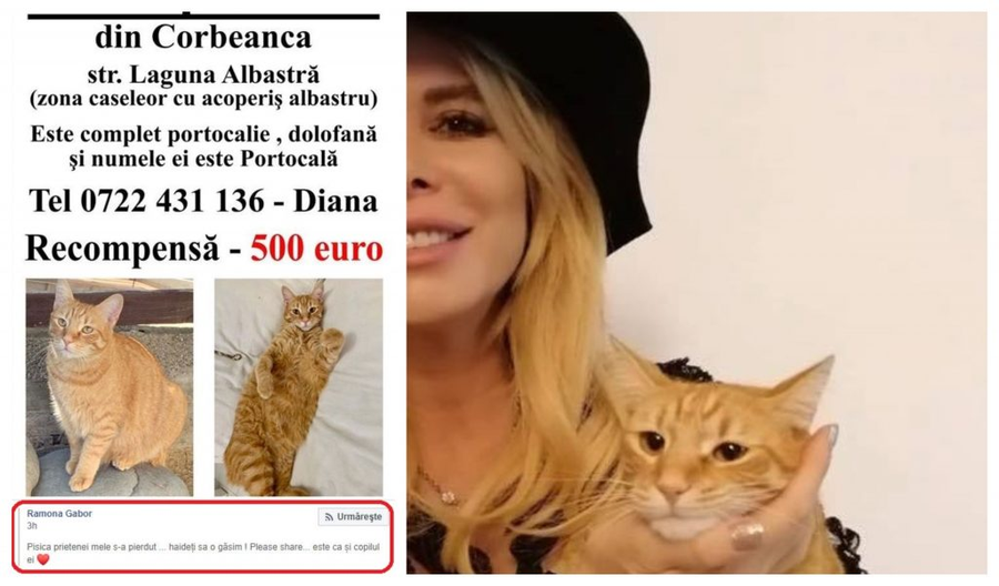 Monica Gabor a făcut apel la apropiații și fanii săi din România, cărora le-a cerut să distribuie postarea prietenei sale care și-a pierdut felina © Facebook