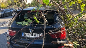 Vântul puternic a doborât un arbore din Capitală. Pomul a căzut fix pe o...