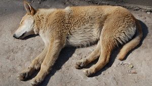 O femeie a crezut că salvează un câine, dar a trăit un adevărat coșmar când a ajuns acasă. Ce creatură luase, de fapt, de pe marginea drumului. „Este puțin agitat”