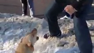 Doamne, ce animal! Smardoiul asta de cartier a "dat-o parte in parte cu un caine" - L-a lasat lat pe bietul animal dintr-un pumn, iar apoi i-a scuipat si injurat pe cei care l-au filmat!