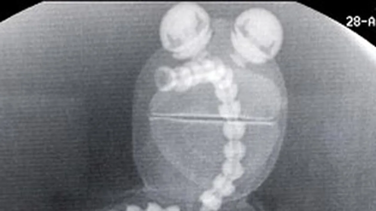 Si-au suspectat jucaria ca are gripa porcina