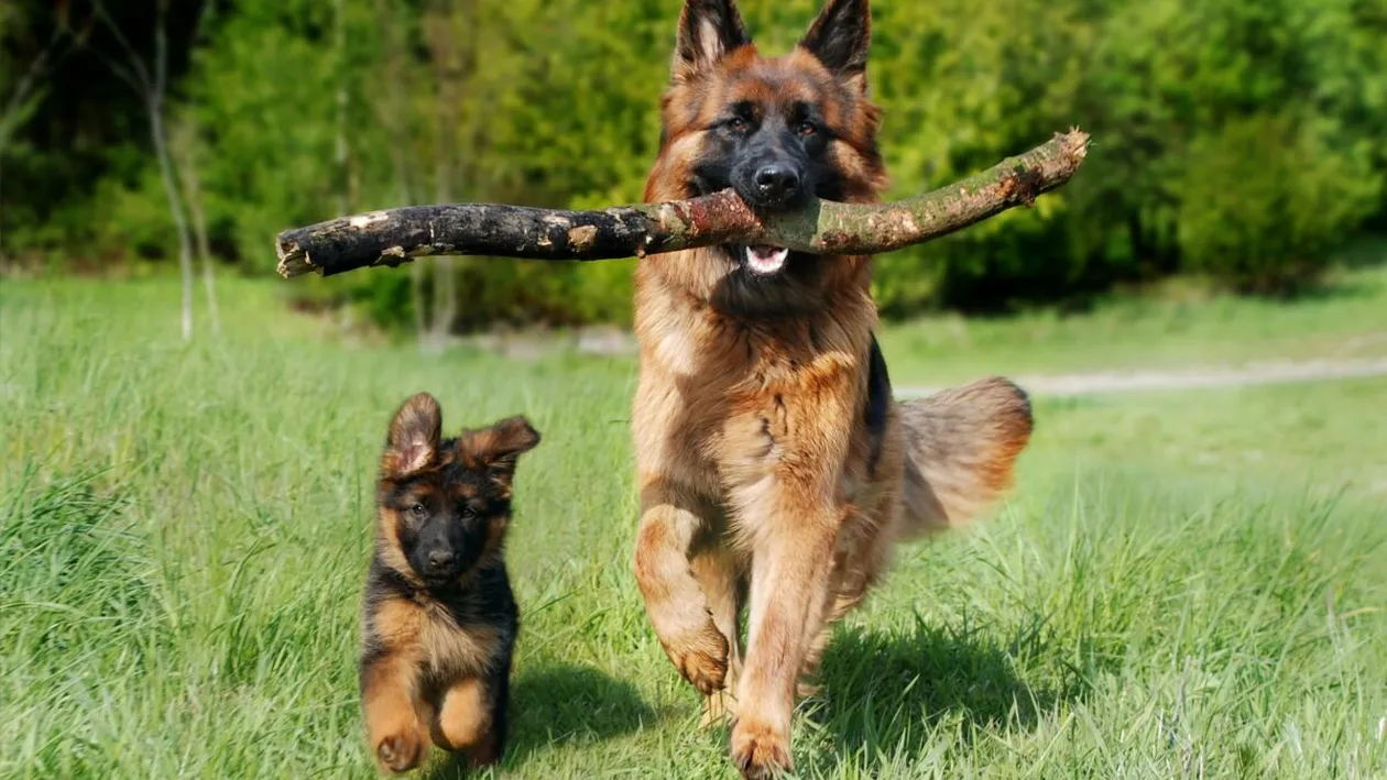 Reguli obligatorii pentru proprietarii de câini. Ce amenzi riscă cei care nu țin cont de legea din 2026