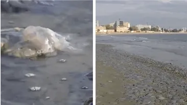 Fenomen STRANIU pe litoralul românesc! Este invazie pe zeci de kilometri de țărm din cauza furtunilor din ultimele zile