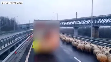 Imaginile virale ale zilei | „Cu oile pe autostradă”. Trei ciobani cu o turmă de oi au reușit să blocheze circulația pe A2