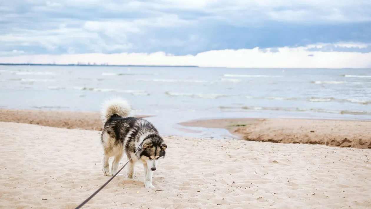 Amendă uriașă dacă faci asta pe plajă! La ce trebuie să fie atenți turiștii de pe litoralul românesc