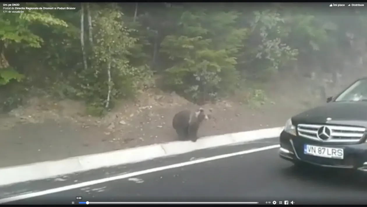 Un urs a fost surprins în trafic pe DN 2D! (video)