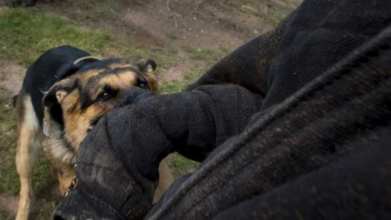 Un bărbat din Capitală a ajuns la spital după ce a fost mușcat de câinele său, care s-a speriat de petarde