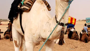 10.000 de manifestanti si o camila au protestat la Paris