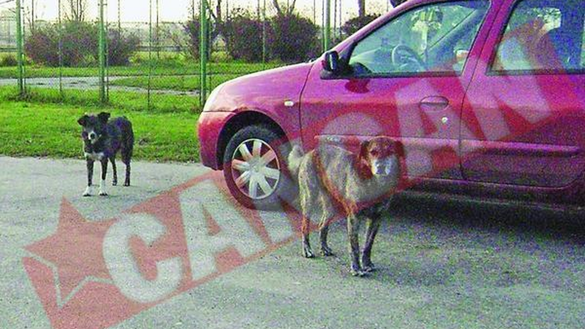 Pitestenii iubesc "cainii" vagabonzi