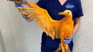 Au găsit această pasăre portocalie pe marginea drumului și au dus-o la veterinar. Acolo, surpriză: Ce era pasărea "exotică", de fapt