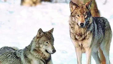 Omul care vorbeste cu lupii