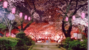 Nebunie la Tokyo - au înflorit cireşii! Uite cât de frumos poate să fie pe străzi!