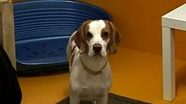 VIDEO S-a deschis primul hotel de lux pentru animale din Capitala