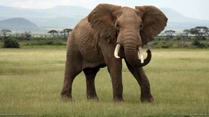 O turistă din Germania a murit într-un safari. Femeia a fost călcată în picioare de un elefant