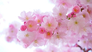 Mesaje de Florii 2024! Cele mai frumoase urări pentru cei care poartă nume de flori