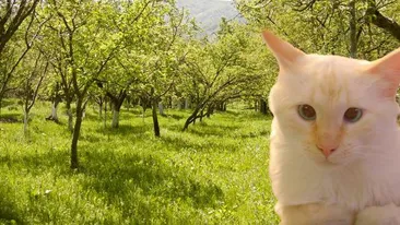 Povestea fabuloasa a Motanului Lentila! Cum a ajuns o mata cu strabism din Ilfov sa adune mii de LIKE-uri pe Facebook!