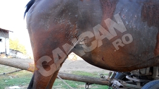 Un nebun a incendiat un cal pentru ca i-a incalcat proprietatea