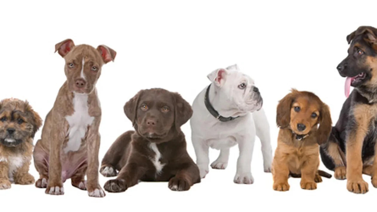 Ce zodie e animalul tau de companie? Vezi aici cum ii influenteaza astrele comportamentul