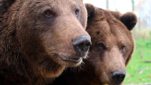 Urșii nu mai hiberează. Moarte de foame, animalele dau buzna în curțile pensiunilor din Bușteni. VIDEO
