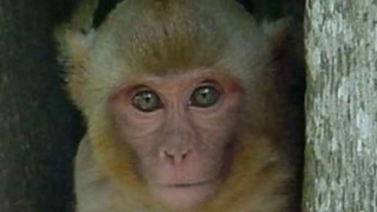 O maimuta a devenit oficial politist, in Thailanda