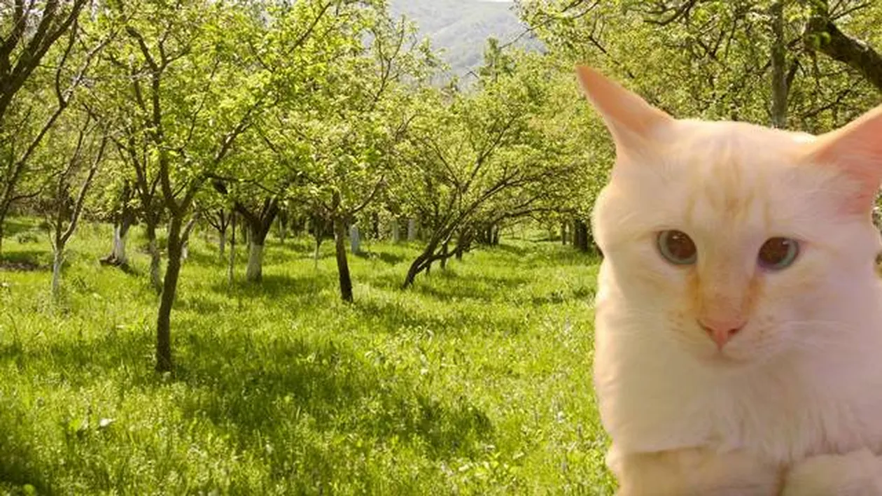 Povestea fabuloasa a Motanului Lentila! Cum a ajuns o mata cu strabism din Ilfov sa adune mii de LIKE-uri pe Facebook!