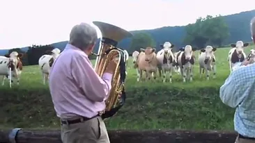 O cireada de vaci, fascinata de jazz! Asta da muuuzica!
