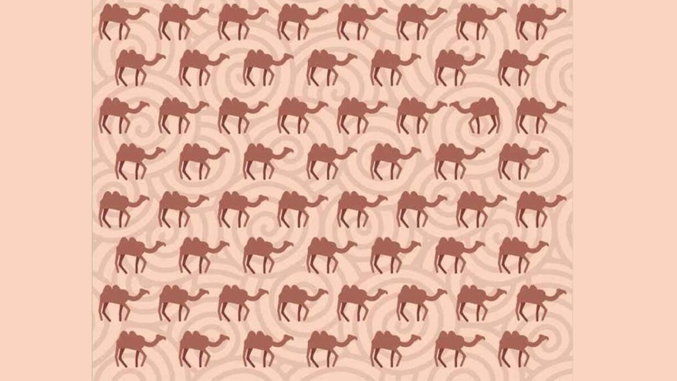 Test de perspicacitate | Care cămilă este diferită de toate celelalte?