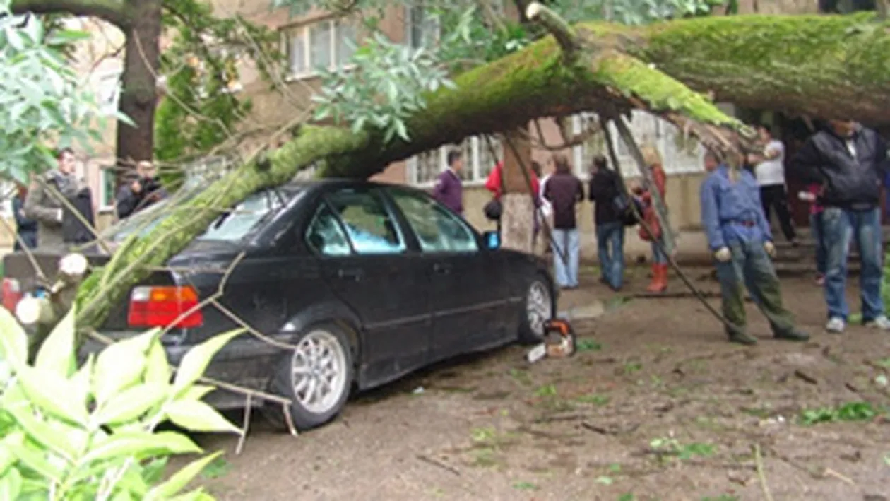Cinci masini au fost avariate dupa ce un copac a cazut peste ele!