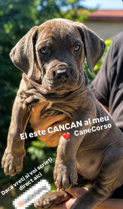 Cancan, noul patruped al lui Pepe/ sursa: social media