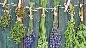 Puterea medicinei alternative: plantele pot avea calitati vindecatoare sau distrugatoare