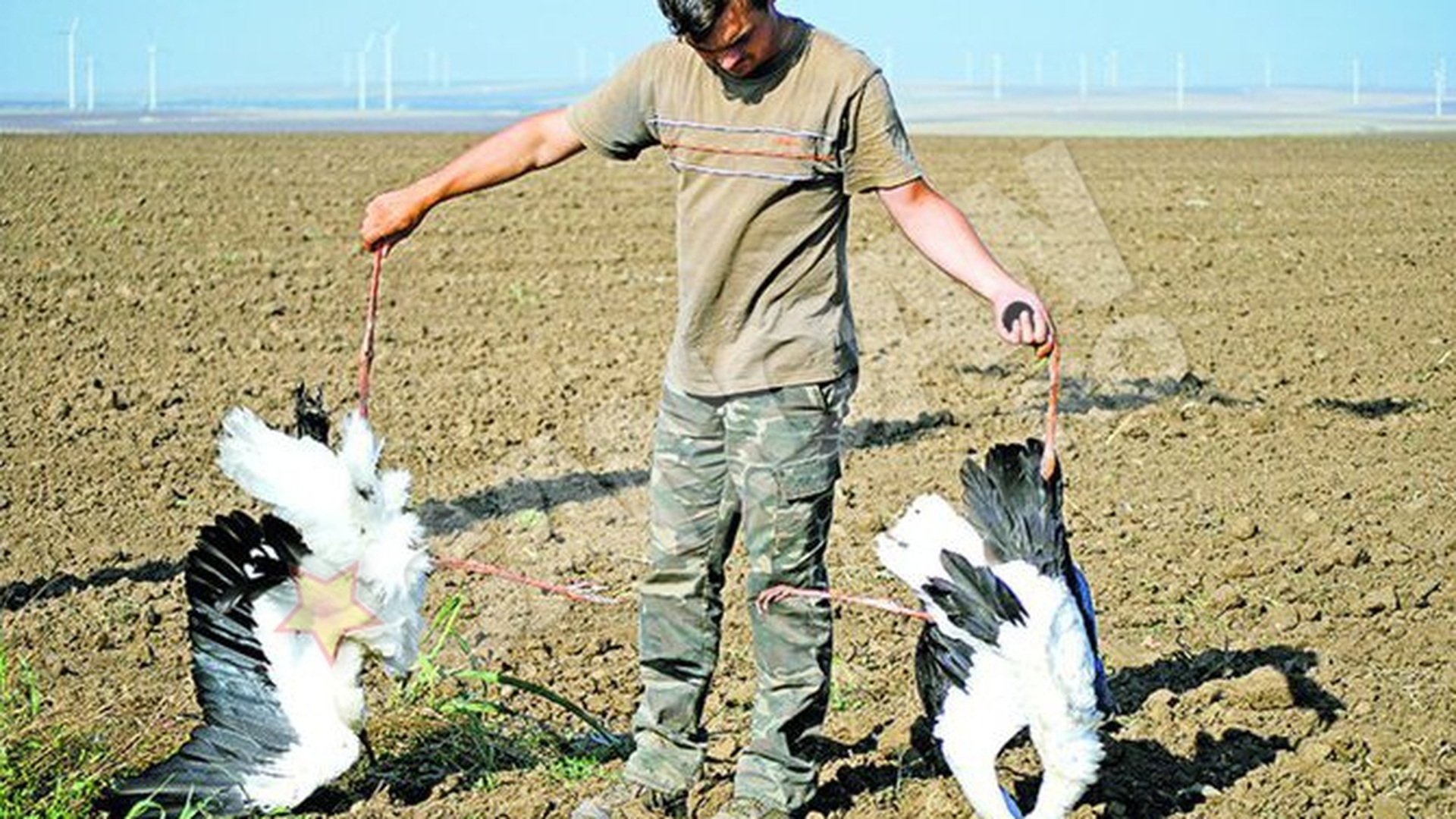 Descoperire macabra in Dobrogea! Pasari moarte in parcuri eoliene