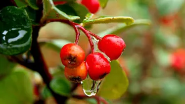 Macesul, o adevarata planta-minune! Fructele au un continut ridicat de vitamina C si de antioxidanti