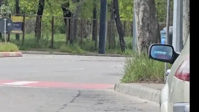 Imagini virale cu un cârd de rațe ajutat de un turist să treacă strada în Constanța