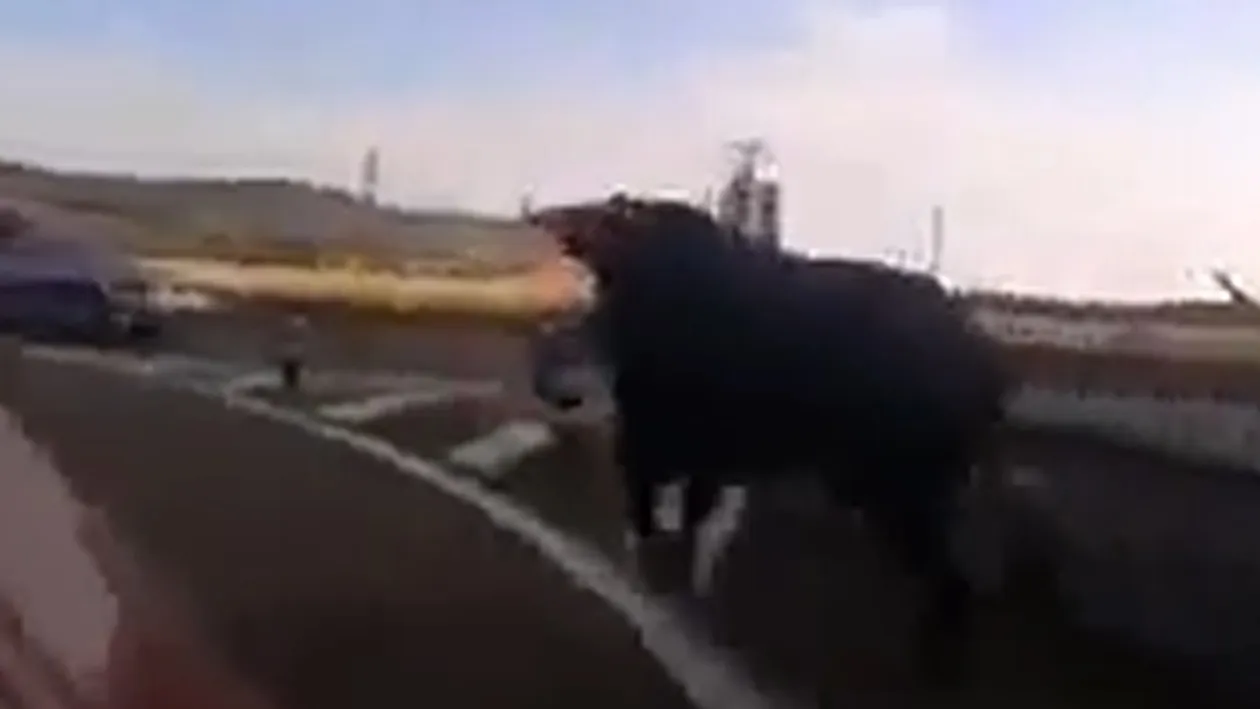 Imagini de cosmar! Uite ce se intampla cand un taur nervos scapa pe autostrada!