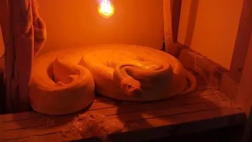 A vrut doar să facă curăţenie în pod, dar s-a ales cu un animal de companie înfricoşător! 