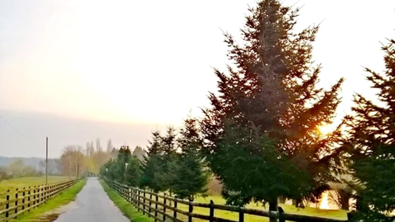 Comoara ascunsă în pădurile României. Italienii sunt dispuși să plătească sute de euro pentru ea