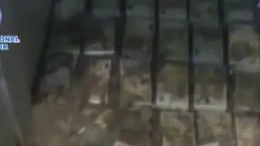VIDEO 25 de milioane de euro ingropati sub podeaua vilei unor traficanti de droguri au fost confiscati! Uite intreaga operatiune