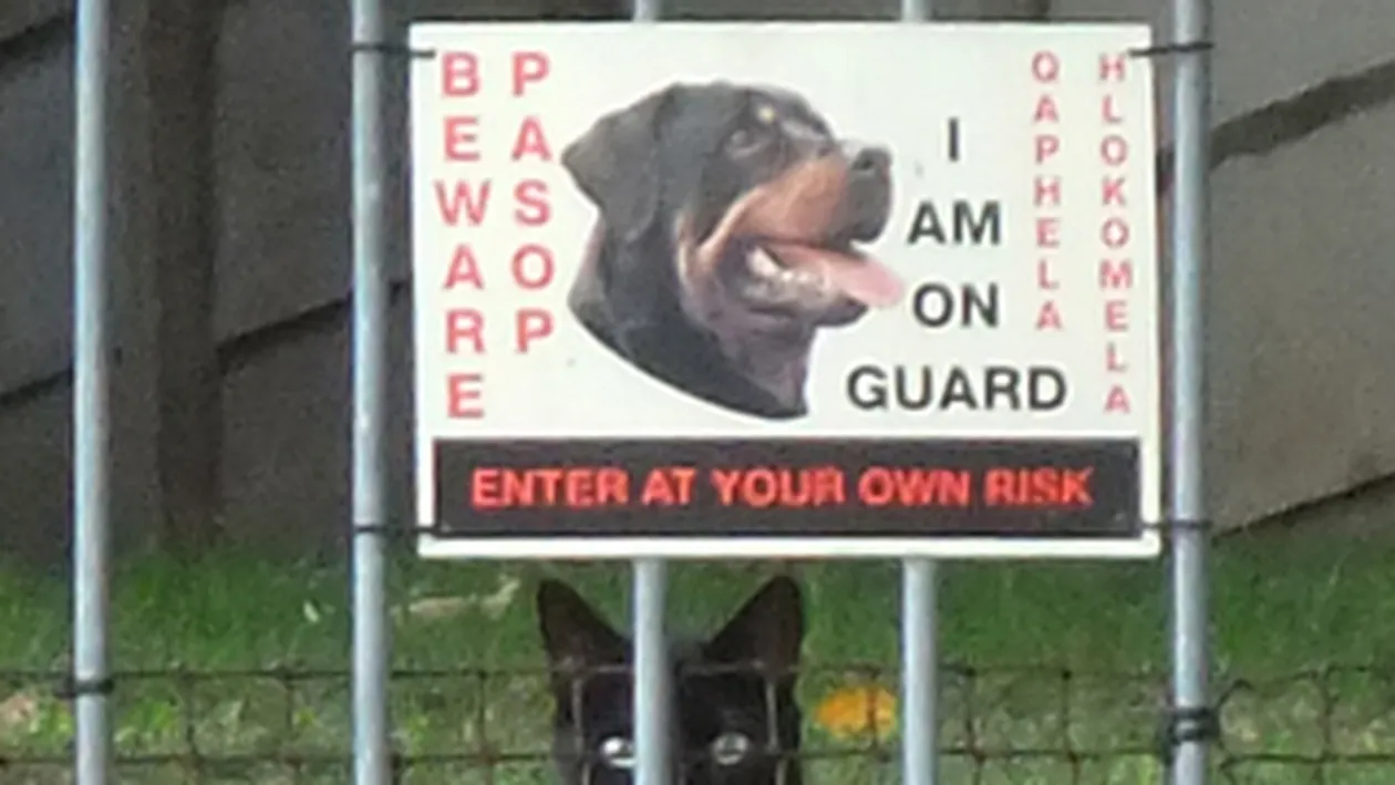 O pisica in criza de identitate! S-a pus de paza in locul unui rotweiller