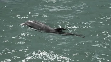 Cauza morții puiului de delfin Baby s-a aflat. Ce au descoperit specialiștii după examinare