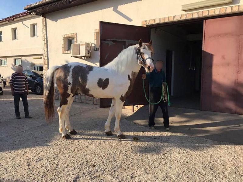 Nuţu Cămătaru creşte pe proprietatea sa mai mulţi cai de rasă