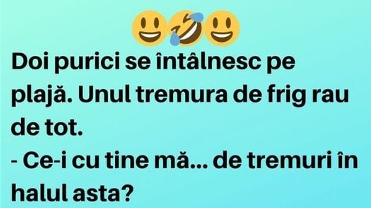 Bancul zilei. Doi purici se întâlnesc pe plajă