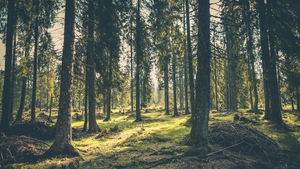 Caz incredibil. Cum a fost găsită o bătrânică de 85 de ani, rătăcită în pădure