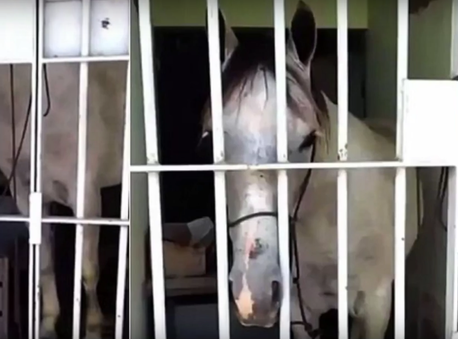 Cel mai ridicol arest făcut vreodată! Poliţiştii au băgat după gratii un cal. Ce făcuse atât de teribil animalul