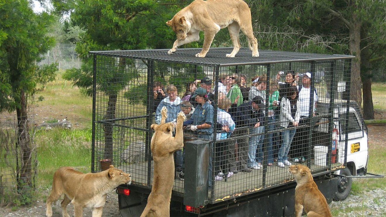 Ce este grădina zoologică "invers" - noul concept prin care oamenii sunt închiși în cuști, contra-cost