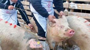 Un nou focar de pestă porcină în Vrancea. Câte animale vor fi incinerate