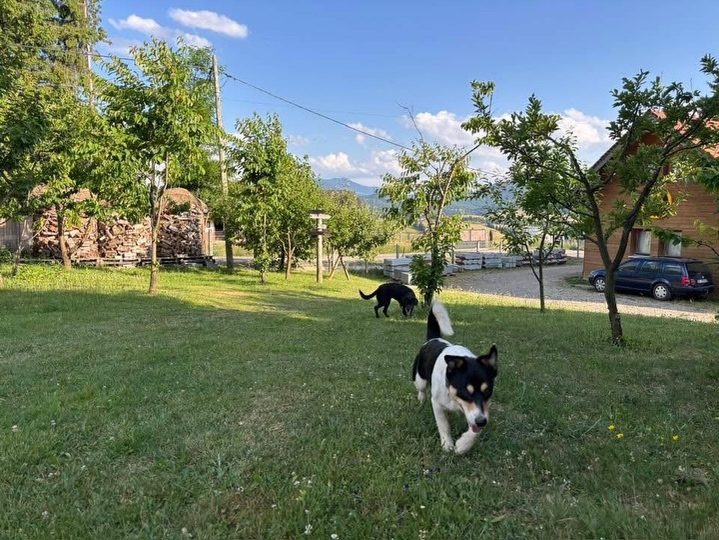 Ce animale de companie are Eduard Hordila de la Asia Express 2026. Sursa foto: Instagram