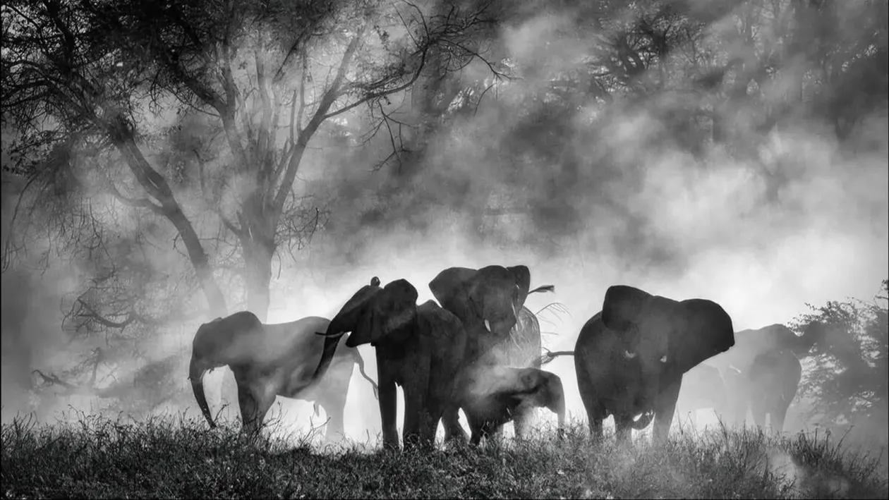 Misterul elefanților „fantomă din Africa! După decenii de legende, au fost în sfârșit găsiți