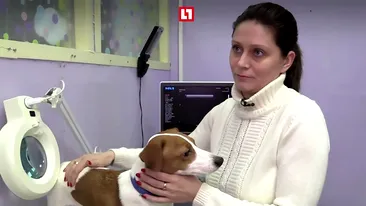 Această familie din Rusia şi-a dus câinele la medicul estetician pentru că patrupedul nu îşi mai suporta forma urechilor