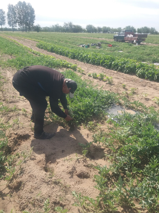 Producătorii se plâng că pepenii nu sunt profitabili