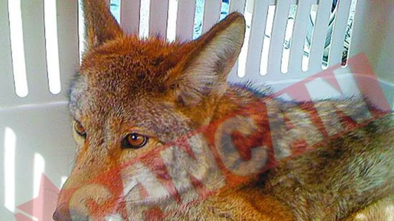 A mers 960 de kilometri in radiatorul masinii